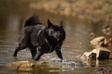 Genç bir kadın, gölette suyun içinde duruyor. Çok güzel bir yüzü var. Çok sabırlı bir model..