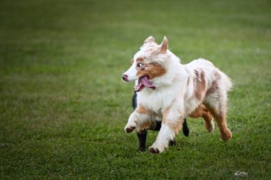 Dogs are playing outside in the grass. He is so crazy dog on trip.