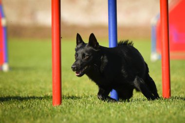 Köpek çeviklik eğitimi için slalom koşuyor yaz kampı czech slalom..