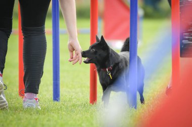 Köpek çeviklik eğitimi için slalom koşuyor yaz kampı czech slalom..