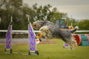 Köpek engellerin üzerinden atlıyor. Czech çeviklik yarışmasında harika bir gün..