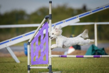 Köpek engellerin üzerinden atlıyor. Czech çeviklik yarışmasında harika bir gün..