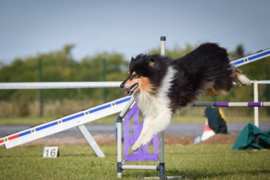 Köpek engellerin üzerinden atlıyor. Czech çeviklik yarışmasında harika bir gün..