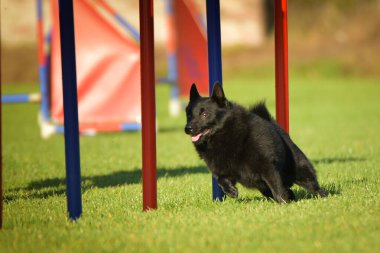 Köpek çeviklik eğitimi için slalom koşuyor yaz kampı czech slalom..