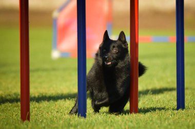 Köpek çeviklik eğitimi için slalom koşuyor yaz kampı czech slalom..