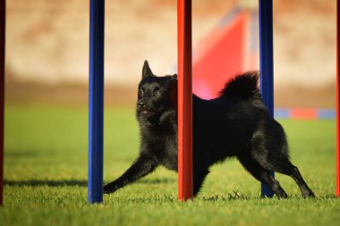 Köpek çeviklik eğitimi için slalom koşuyor yaz kampı czech slalom..