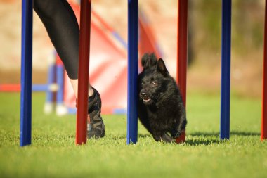 Köpek çeviklik eğitimi için slalom koşuyor yaz kampı czech slalom..