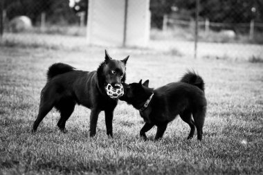 Dogs are playing outside in the grass. He is so crazy dog on trip.