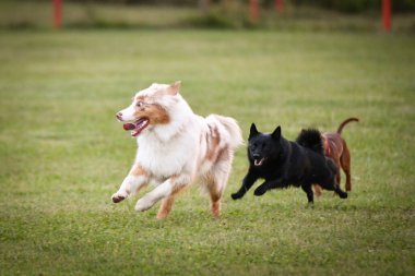 Dogs are playing outside in the grass. He is so crazy dog on trip.