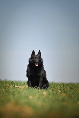 Schhipperke 'in genç dişisi çimlerin üzerinde oturuyor. Çok güzel bir yüzü var. Çok sabırlı bir model..