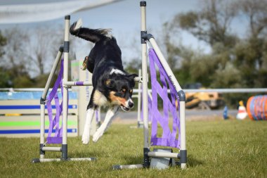 Köpek engellerin üzerinden atlıyor. Czech çeviklik yarışmasında harika bir gün..