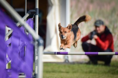 Köpek engellerin üzerinden atlıyor. Czech çeviklik yarışmasında harika bir gün..
