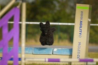 Köpek engellerin üzerinden atlıyor. Czech çeviklik yarışmasında harika bir gün..