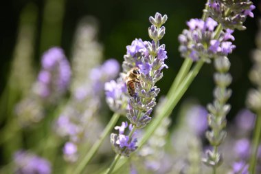 Levander çiçek deseni, Lavandula angustifolia çiçek demeti, yeşil bokeh arka planda mor leylak kokulu çiçek, seçici odak