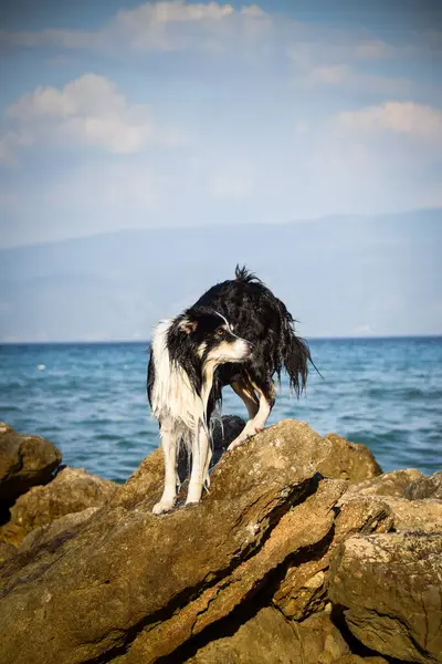 Köpek Hırvat topraklarında taşların üzerinde duruyor. Denizin üstünde duran bir köpek. Güzel manzara