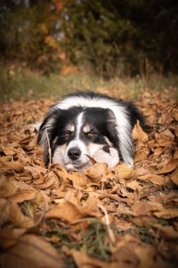 Yapraklı çoban köpeğinin sonbahar portresi. Yaprakların arasında çok tatlı. Çok güzel bir yüzü var..