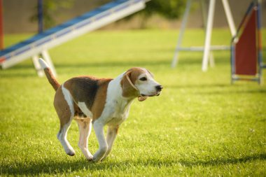 Köpek çeviklik içinde koşuyor. Harika bir akşam, Engel bir spor müsabakası için özel çeviklik eğitimi alıyor.