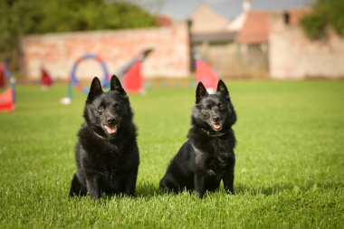 Köpek portresi. Doğası gereği çok sevimli. Çok güzel bir yüzü var.