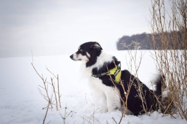 Sınırdaki üç renkli çoban köpeği karda sahada oturuyor. O çok yumuşak bir köpek..