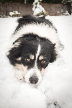 Sınırdaki üç renkli çoban köpeği karda yerde yatıyor. O çok yumuşak bir köpek..