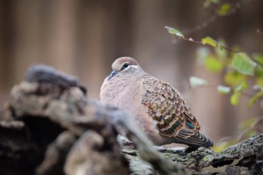 Bird hayvanat bahçesinin dalında duruyor. Hayvanat bahçesinde yaz günü.