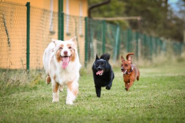 Dogs are playing outside in the grass. He is so crazy dog on trip.