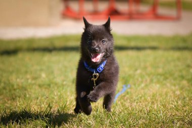 Köpek çimenlerde koşuyor. Çok güzel bir yüzü var. Çok sabırlı bir model..