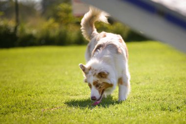 Köpek çimenlerde koşuyor. Çok güzel bir yüzü var. Çok sabırlı bir model..