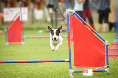 Köpek engellerin üzerinden atlıyor. Czech çeviklik yarışmasında harika bir gün..
