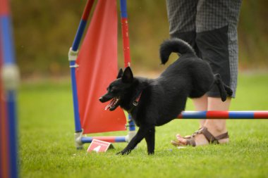 Köpek engellerin üzerinden atlıyor. Czech çeviklik yarışmasında harika bir gün..