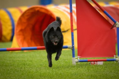 Köpek engellerin üzerinden atlıyor. Czech çeviklik yarışmasında harika bir gün..