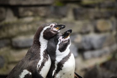 Bir Czech hayvanat bahçesindeki Humboldt pengueni (Spheniscus humboldti).