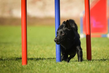 Köpek çeviklik eğitimi için slalom koşuyor yaz kampı czech slalom..