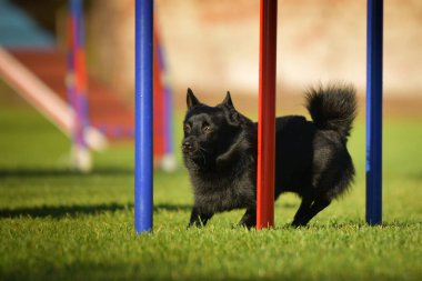 Köpek çeviklik eğitimi için slalom koşuyor yaz kampı czech slalom..