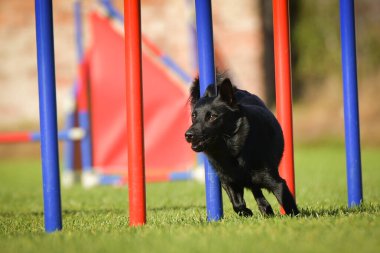 Köpek çeviklik eğitimi için slalom koşuyor yaz kampı czech slalom..