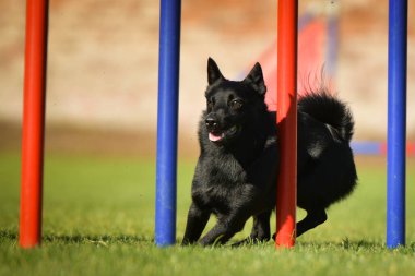 Köpek çeviklik eğitimi için slalom koşuyor yaz kampı czech slalom..