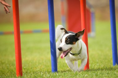 Köpek çeviklik eğitimi için slalom koşuyor yaz kampı czech slalom..