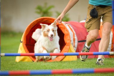 Köpek engellerin üzerinden atlıyor. Czech çeviklik yarışmasında harika bir gün..