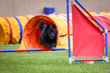 Köpek engellerin üzerinden atlıyor. Czech çeviklik yarışmasında harika bir gün..
