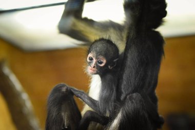 Örümcek maymunu (Ateles geoffroyi), hayvanat bahçesindeki örümcek maymun olarak da bilinir.