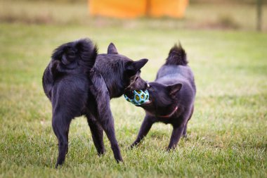 Köpekler dışarıda çimlerin üzerinde oynuyorlar. O çok çılgın bir köpek..