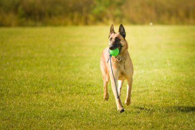 Köpek portresi. Doğası gereği çok sevimli. Çok güzel bir yüzü var.