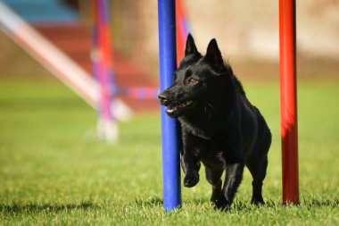 Köpek çeviklik eğitimi için slalom koşuyor yaz kampı czech slalom..