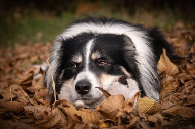 Yapraklı çoban köpeğinin sonbahar portresi. Yaprakların arasında çok tatlı. Çok güzel bir yüzü var..