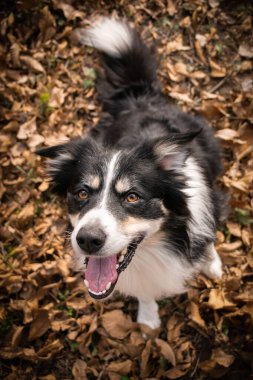 Yapraklı çoban köpeğinin sonbahar portresi. Yaprakların arasında çok tatlı. Çok güzel bir yüzü var..