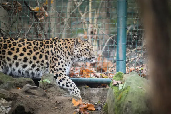 Leopar habitatına gidiyor. Gergin..