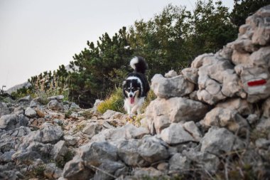 Köpek portresi. Doğası gereği çok sevimli. Çok güzel bir yüzü var.