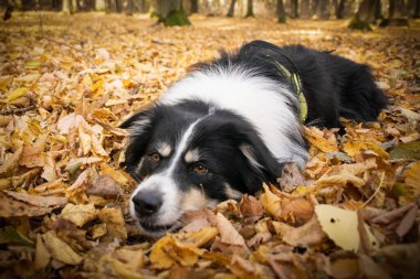 Yapraklı çoban köpeğinin sonbahar portresi. Yaprakların arasında çok tatlı. Çok güzel bir yüzü var..