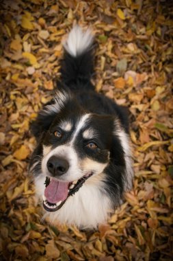 Yapraklı çoban köpeğinin sonbahar portresi. Yaprakların arasında çok tatlı. Çok güzel bir yüzü var..