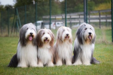 Bir grup sakallı çoban köpeği doğada oturuyor. Aile zamanı, aynı cins, yaz günü.